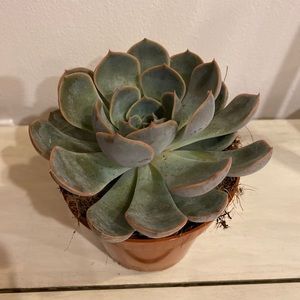 5 inch succulent